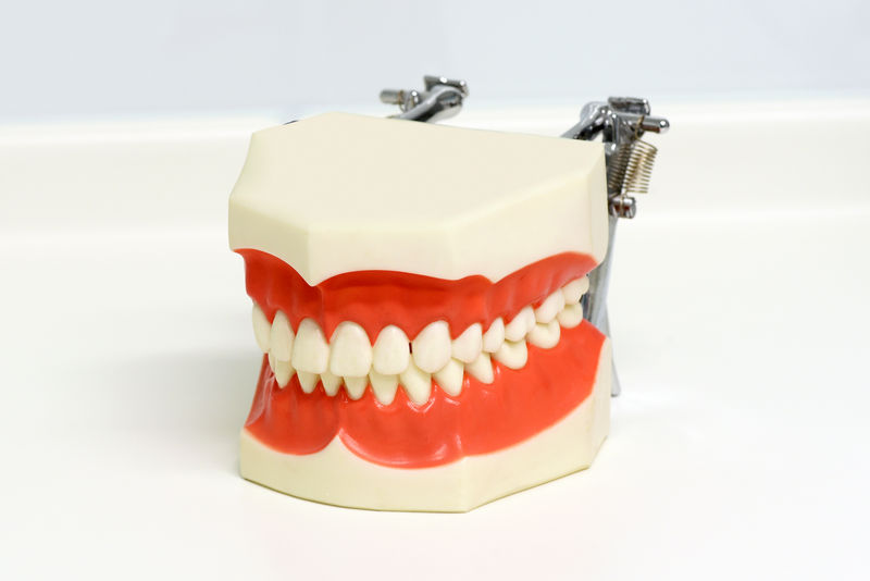 dental-model-of-upper-and-lower-teeth-FKR69U3.jpg