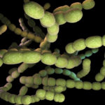 Why Mouth Bacteria Can Harm Your Lungs-Absolute Smile