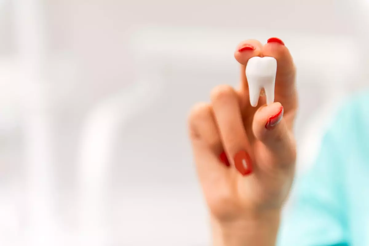 Hand holding a model of a white tooth close-up view